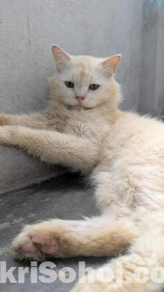 Persian cat